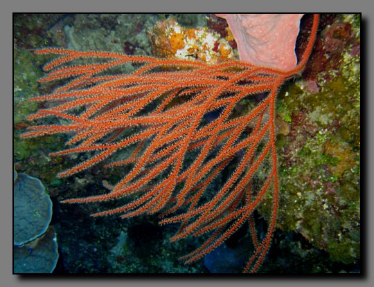 bushy sea whip